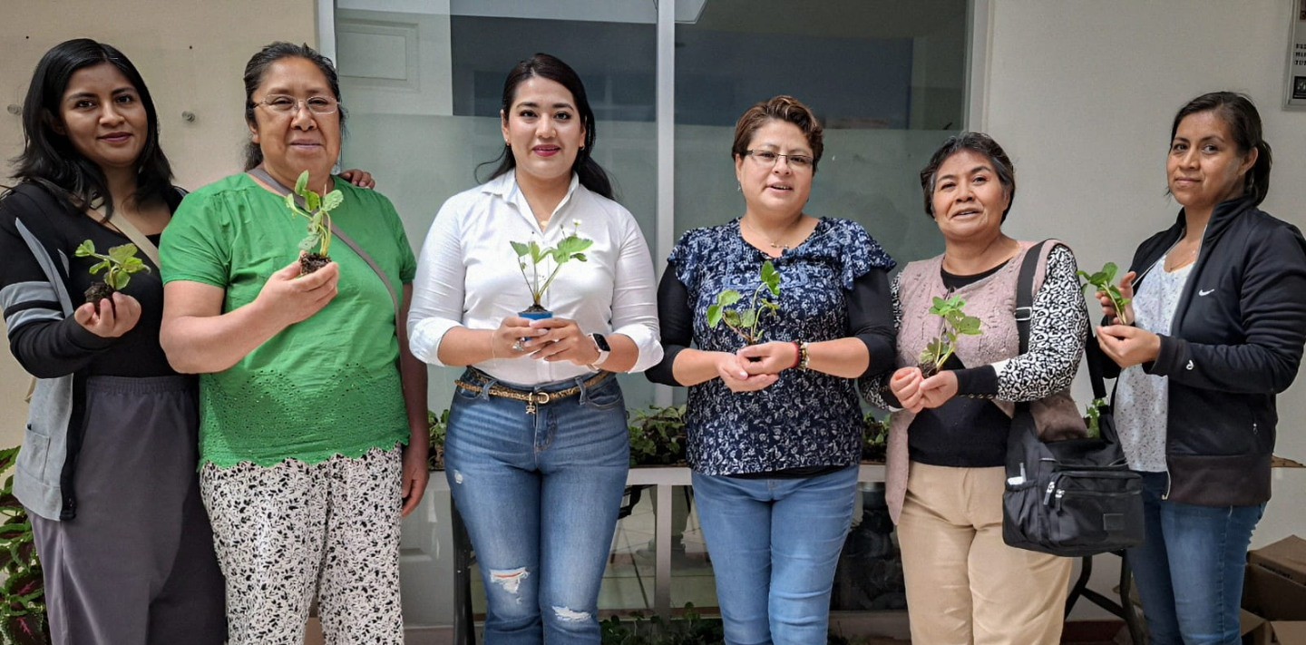 Productores de fresa reciben plántulas con 75% de descuento por el SMDIF Zacatelco.